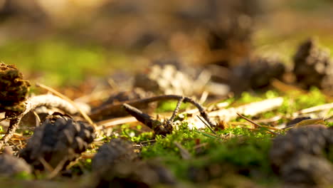 Close-up-of-Forest-Floor-with-Pine-Cones,-Twigs,-and-Grass-4K