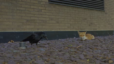 Crow-and-young-fox-on-a-London-street