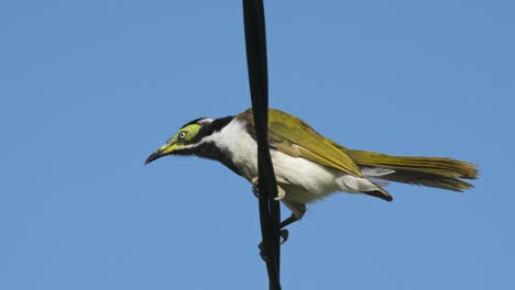 Juvenile-blue-faced-honeyeater-bird-perched-on-a-power-line