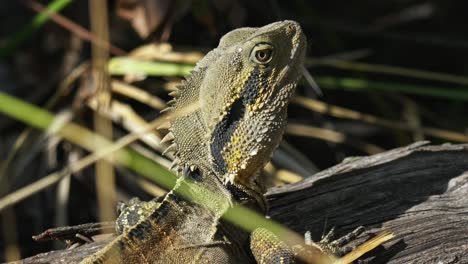 Closeup-of-the-head-of-an-eastern-water-dragon-lizard-in-Australia