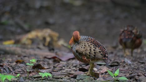 Seen-preening-its-feathers-while-the-other-walks-away,-Ferruginous-Partridge-Caloperdix-oculeus,-Thailand