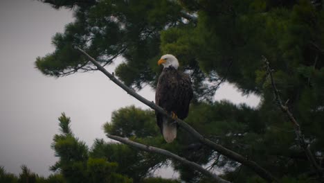 Beautiful-Bald-Eagle-in-American-Wilderness---4K-Nature