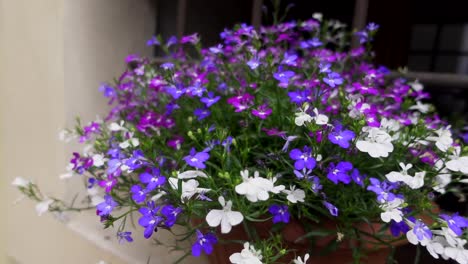 A-beautiful-plant-in-bloom-with-flowers-of-various-colours,-blue,-white-and-purple