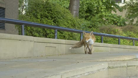 An-isolated-and-beautiful-young-fox-on-a-London-street