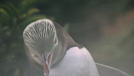 Pingüino-De-Ojos-Amarillos-Domesticado-Al-Atardecer-En-El-Faro-De-Katiki-Point-En-Moeraki,-Nueva-Zelanda