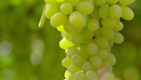 Hand-reaches-up-to-ripe-bunch-of-grapes-hanging-from-trellis-in-vineyard,-plucks-fruit