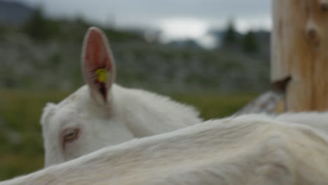 White-goats-in-close-up-in-slow-motion