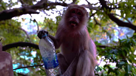Macaque-monkey-holding-plastic-bottle-and-scratching-himself-with-leg