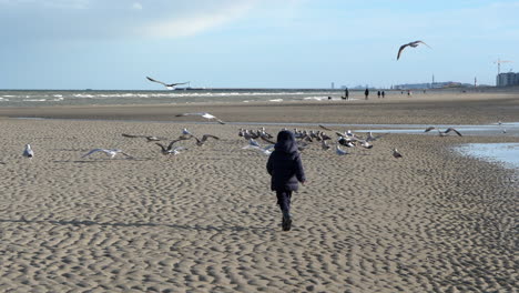 Kid-in-coat-running-on-beach-towards-flock-of-seagulls,-then-flying-away-SLOMO