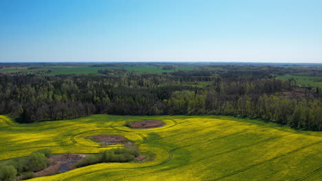 Luftaufnahme-Von-Sanften-Gelben-Feldern-Neben-Dichten-Wäldern-Unter-Einem-Weiten-Blauen-Himmel