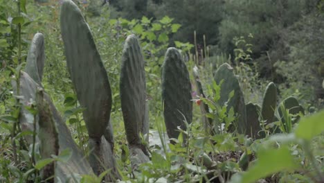 Cactus-De-Tuna-Cultivados-En-Estado-Salvaje-Entre-Los-Arbustos