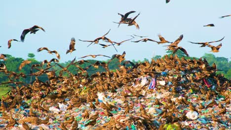 Black-kites-eating-from-pile-of-garbage-at-landfill