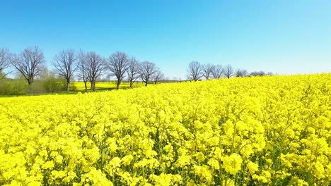 Aerial---Vibrant-yellow-rapeseed-field-under-a-clear-blue-sky,-bordered-by-leafless-trees-in-the-distance