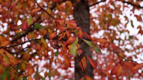 Red-and-green-elliptical-autumn-leaves-on-a-tree-branch-during-the-day