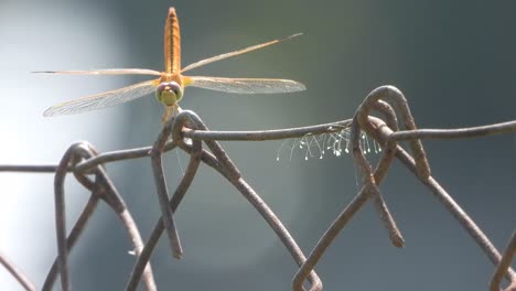 Dragonfly---fungus---wings-
