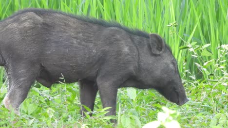 Pig-relaxing-green-grass-.meat-