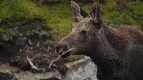 Amazing-rare-infant-baby-young-moose-portrait-slow-motion