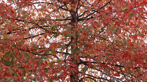 Red-and-green-elliptical-autumn-leaves-on-a-tree-branch-during-a-rainy-day