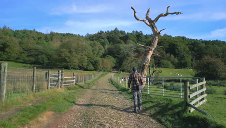 Man-walking-along-track-and-stopping-to-look-at-dead-tree-on-sunny-autumn-day