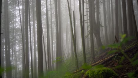 Moody-forest-of-giant-mossy,-coniferous,-green,-trees-shrouded-in-mist-and-fog