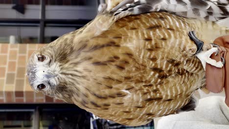 Close-up-of-a-hawk-held-by-a-handler-with-brown-gloves