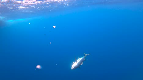 underwater-view-of-a-bluefin-tuna-next-to-a-boat