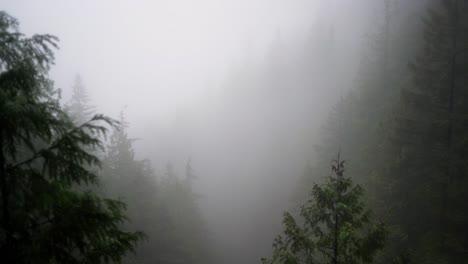 Moody-forest-of-giant-mossy,-coniferous,-green,-trees-shrouded-in-mist-and-fog