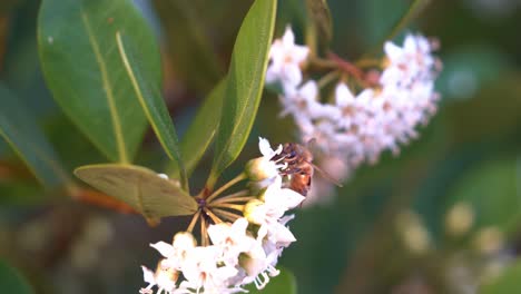 The-beauty-of-flora-and-fauna-during-the-spring-season,-a-buzzing-pollinator-honey-bee,-apis-mellifera-busy-pollinating-the-flowers-of-river-mangrove,-aegiceras-corniculatum-at-the-riverside