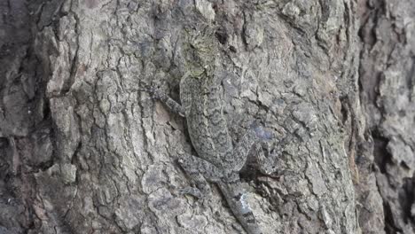 Lizard-in-tree---invisible-