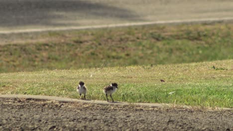 Two-Baby-Chick-Masked-Lapwing-Plover-Birds-Walking-Along-Driveway