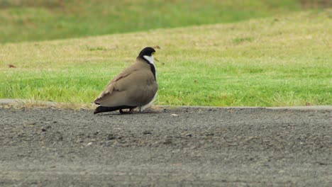 Masked-Lapwing-Plover-Sitting-With-Baby-Chick-Nesting-Under-Wing