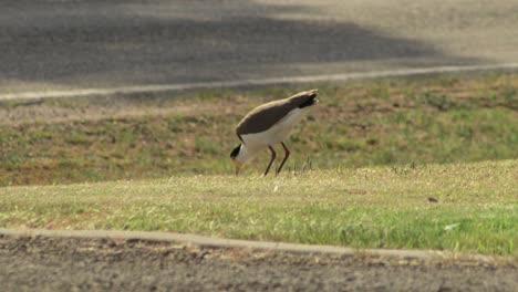 Masked-Lapwing-Plover-Standing-On-Grasss-By-Roadside-Pecking