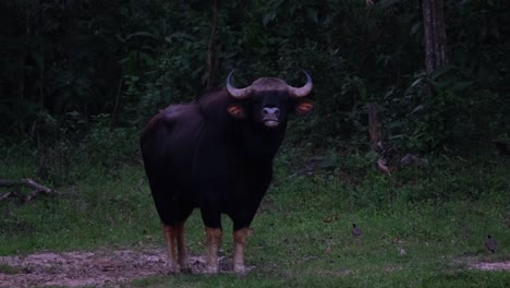 Looking-straight-to-the-camera-swinging-its-tail-just-before-dark-while-a-Lapwing-moves-on-its-left-side,-Indian-Bison-Bos-gaurus,-Thailand