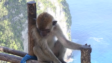 A-monkey-sits-relaxed-on-the-guardrail-in-front-of-Kelingking-beach,-Nusa-Penida,-Bali