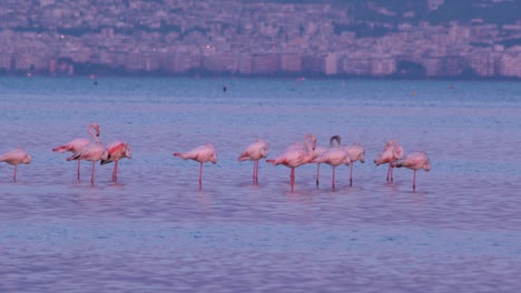Flamingos,-Phoenicopterus-roseus-in-urban-background