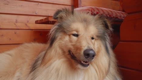 A-Close-up-View-of-Rough-Collie-smiling