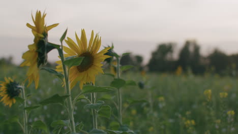 Medium-close-up-shot-of-the-head-of-a-sunflower-moving-in-the-wind