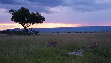 Wunderschöne-Landschaft-In-Der-Abenddämmerung-Mit-Einer-Gruppe-Liegender-Löwen-Mit-Blick-Auf-Das-Erstaunliche-Masai-Mara-Nationalreservat,-Kenia,-Afrika,-Safaritiere-Im-Naturschutzgebiet-Masai-Mara-Nord