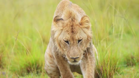 Toma-En-Cámara-Lenta-De-La-Vida-Silvestre-Africana-En-Masai-Mara,-Joven-León-Macho-Merodeando-Caminando-Por-Las-Verdes-Y-Exuberantes-Llanuras-De-La-Reserva-Nacional-De-Kenia,-Animales-De-Safari-Africanos-En-La-Conservación-Del-Norte-De-Masai-Mara