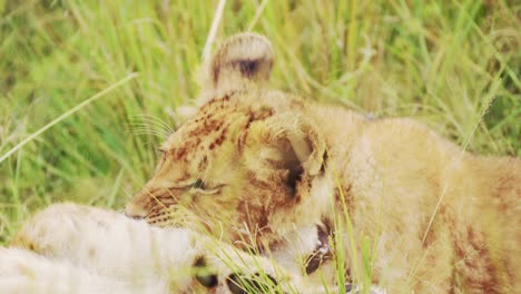 Lion-Cubs-Playing-in-Africa,-Funny-Baby-Animals-of-Cute-Young-Lions-in-Grass-on-African-Wildlife-Safari-in-Maasai-Mara,-Kenya-in-Masai-Mara-National-Reserve-Green-Grasses