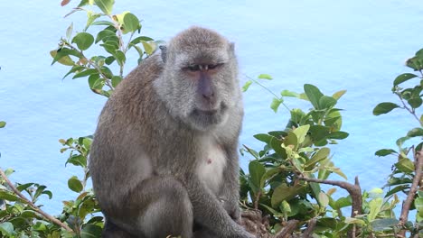 A-monkey-sits-relaxed-on-the-tree-in-front-of-Kelingking-beach,-Nusa-Penida,-Bali