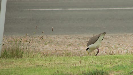 Masked-Lapwing-Plover-Standing-On-Grass-Next-To-Road