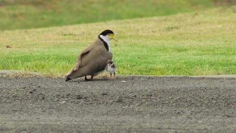 Masked-Lapwing-Plover-Standing-Up-Revealing-Two-Baby-Chicks-Nesting