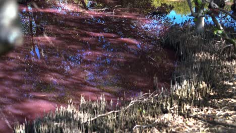 Die-Boondall-Feuchtgebiete-In-Queensland-Haben-Sich-Rosa-Verfärbt,-Eine-Folge-Der-Natürlichen-Algenblüte-Während-Der-Trockenzeit,-Beeinflusst-Durch-Warme-Temperaturen,-Erhöhten-Salzgehalt-Und-Geringe-Niederschläge