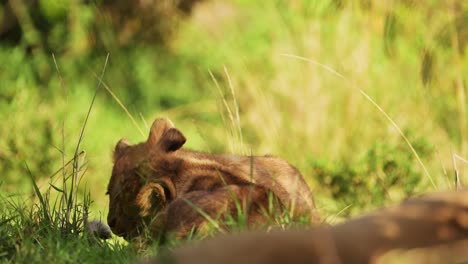 Cute-baby-lion-cubs-playing-in-the-shade-of-maasai-mara-national-reserve-wilderness-surrounded-by-greenery,-Kenya,-Africa-Safari-Animals-in-Masai-Mara-North-Conservancy