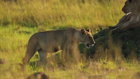 Slow-Motion-Shot-of-African-Wildlife-in-Maasai-Mara-National-Reserve,-female-lion-lioness-prowling-in-the-low-sun-sunset,-Kenya,-Powerful-Africa-Safari-Animals-in-Masai-Mara-North-Conservancy