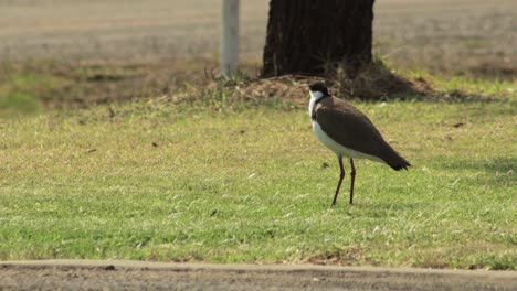 Masked-Lapwing-Plover-On-Grass-By-Road,-Cars-Go-Past-In-Background