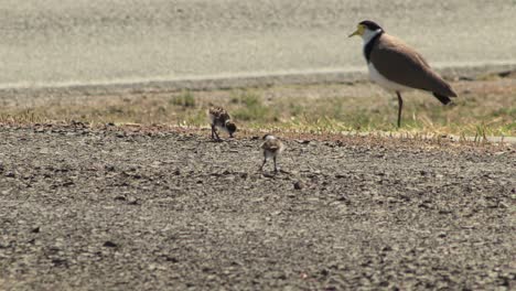 Masked-Lapwing-Plover-Standing-By-Two-Baby-Chicks-Close-To-Road