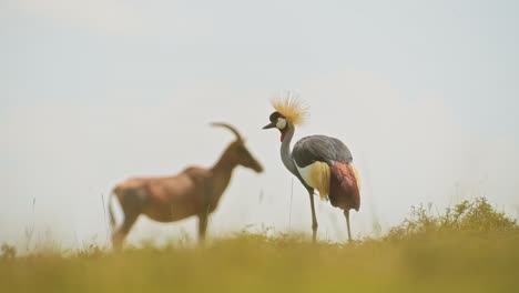 Slow-Motion-Shot-of-Grey-Crowned-Cranes-and-Topi-standing-close,-beautiful-African-Wildlife,-living-close-together-in-Maasai-Mara-National-Reserve,-Kenya