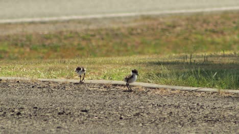 Two-Baby-Masked-Lapwing-Plover-Birds-On-Driveway-Cleaning-And-Grooming